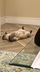 Show me the most unhinged looking photo you have of your cat