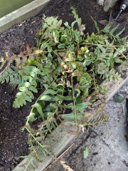 What's wrong with this fern?