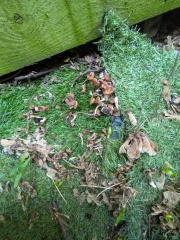 Mushroom identification