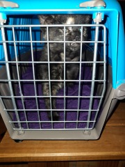 Show me the most unhinged looking photo you have of your cat