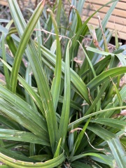 Plant ID please - thought it was bluebells but don’t think it is