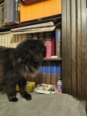 Hymns in Minor Keys & the Russian Easter Overture - the Excellent Cats ignore Culture.....