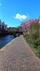 Where’s a nice place in England to go and see cherry blossom ?