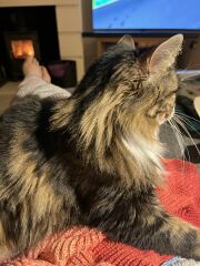 Siberian Cat?