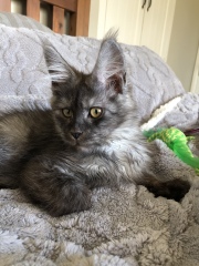 New Addition