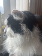 Here is the worlds most beautiful cat