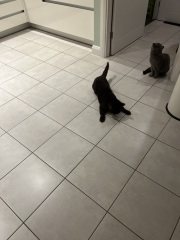 Cat losing control of  legs- help please