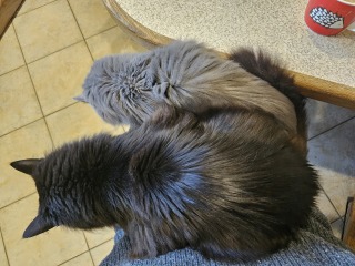 Lap dances, strippers and punch-ups - the Excellent Cats arrange a stag party