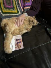 Super loving cats