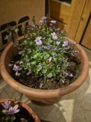 Campanula porto
