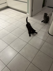 Cat losing control of  legs- help please