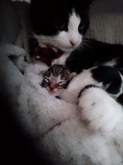 Advice please, Baby cats have arrived!