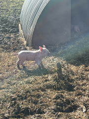 The Year Round Nigel Slater Discussion thread