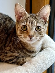 Here is the worlds most beautiful cat