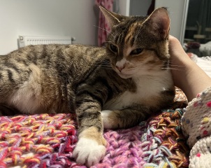 Here is the worlds most beautiful cat