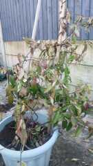 Jasmine plant