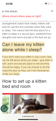 New kitten
