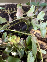What's wrong with this fern?