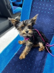 Small dog breeds help