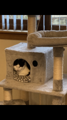 Are Cat Trees Worth It?