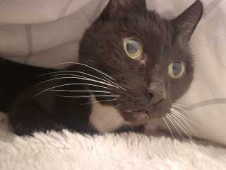 Hymns in Minor Keys & the Russian Easter Overture - the Excellent Cats ignore Culture.....