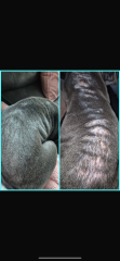 Puppy pyoderma/ demodex/ itchy rash help…..