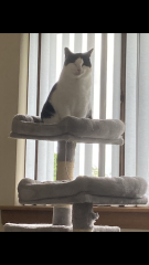 Are Cat Trees Worth It?