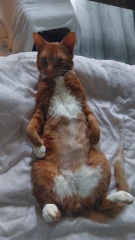 Here is the worlds most beautiful cat