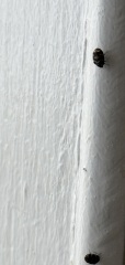 Does anyone know what these are? Pics included.. moved into new flat and they are everywhere..