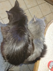 Lap dances, strippers and punch-ups - the Excellent Cats arrange a stag party