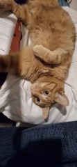Here is the worlds most beautiful cat