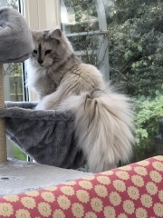 Are Cat Trees Worth It?