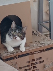 Here is the worlds most beautiful cat