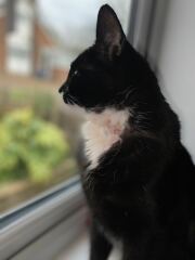 Long post - Diaphragm/body wall cancer - how long??