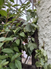 AIBU with my neighbour about our boundary