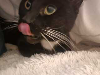 Hymns in Minor Keys & the Russian Easter Overture - the Excellent Cats ignore Culture.....