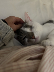 Here is the worlds most beautiful cat