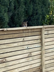 Hostile neighbour regarding fencing