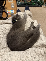 Hymns in Minor Keys & the Russian Easter Overture - the Excellent Cats ignore Culture.....