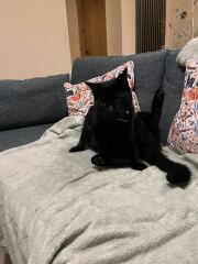 What do your cats do every day that make your heart swell?