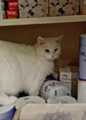 Lap dances, strippers and punch-ups - the Excellent Cats arrange a stag party