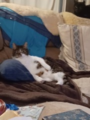 Cats do have different body shapes, don't they??