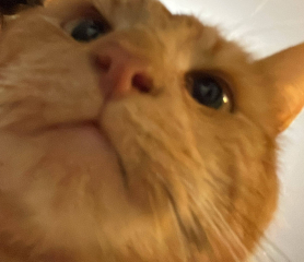 Here is the worlds most beautiful cat