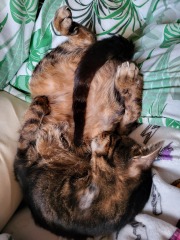 What do your cats do every day that make your heart swell?