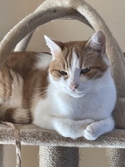 Here is the worlds most beautiful cat