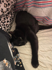 To ask if your pet sleeps on your bed?