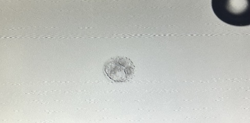 IVF March 2025