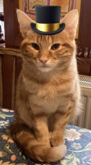 £106 to flea and worming two cats!
