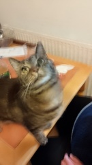 What do your cats do every day that make your heart swell?