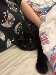 To ask if your pet sleeps on your bed?